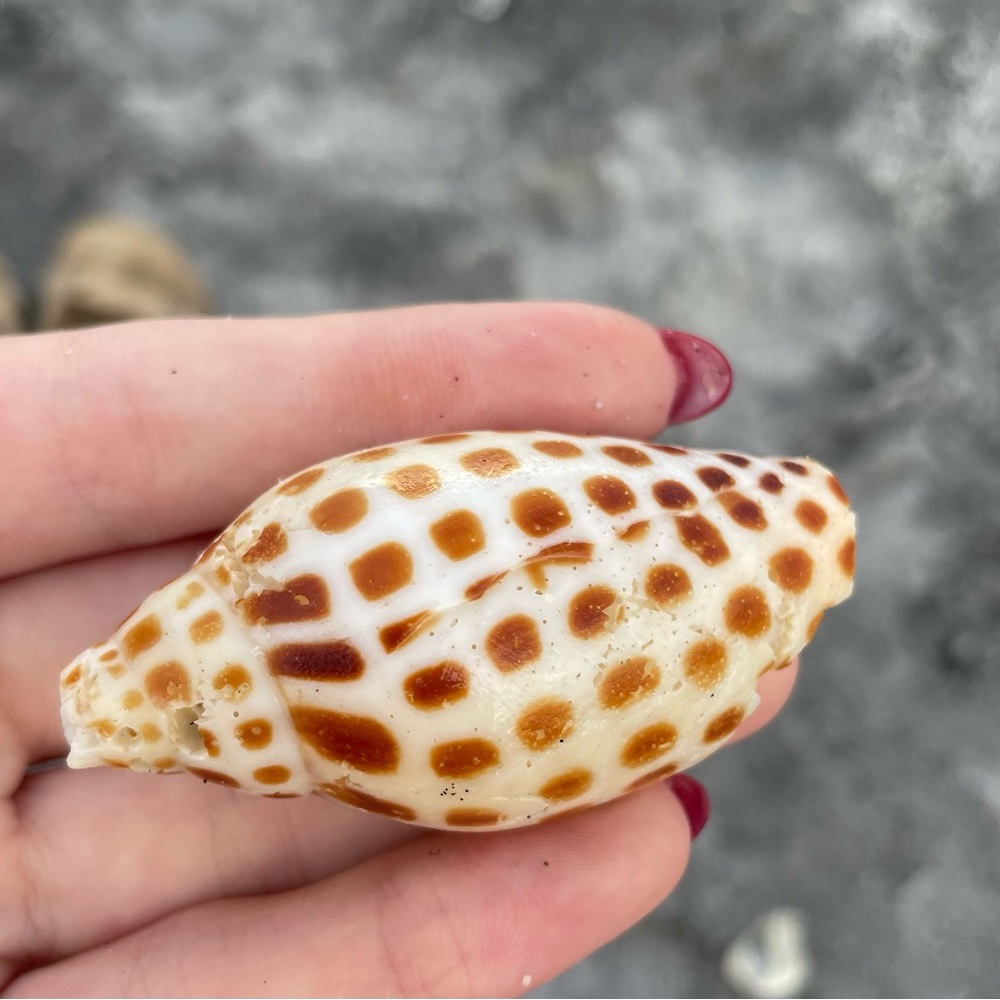 Junonia shell- very rare